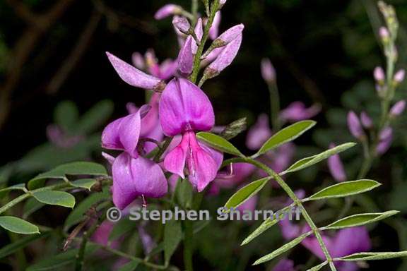 indigofera australis 6 graphic